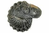 Wide Enrolled Morocops Trilobite - Morocco #323528-2